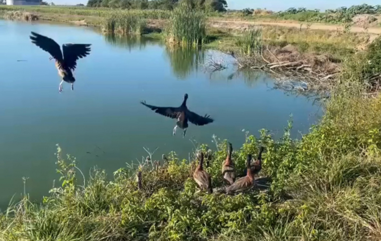 Após resgate entre caminhões na BR-101, marrecos voltam à natureza em Tubarão
