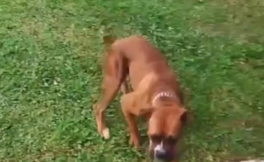 Em cidade catarinense mulher se diverte dando choques em cachorros (VÍDEO)