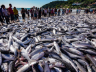 Deputado confirma cota extra e pesca da tainha será retomada em Santa Catarina