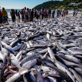 Deputado confirma cota extra e pesca da tainha será retomada em Santa Catarina