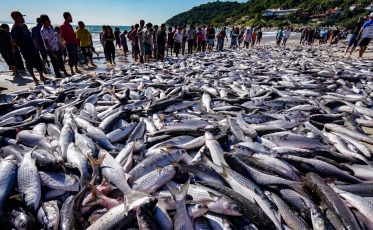 Deputado confirma cota extra e pesca da tainha será retomada em Santa Catarina