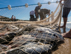 Pescadores do Sul de SC ficam de fora da cota extra da tainha
