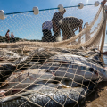 Pescadores do Sul de SC ficam de fora da cota extra da tainha