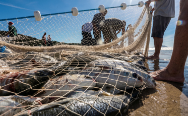 Pescadores do Sul de SC ficam de fora da cota extra da tainha