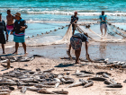 Pesca da tainha pode ser encerrada nos próximos dias após avanço da nova cota