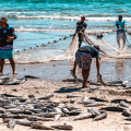 Pesca da tainha pode ser encerrada nos próximos dias após avanço da nova cota