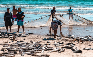 Pesca da tainha pode ser encerrada nos próximos dias após avanço da nova cota