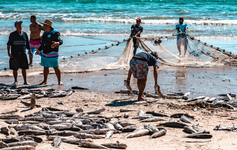 Pesca da tainha pode ser encerrada nos próximos dias após avanço da nova cota