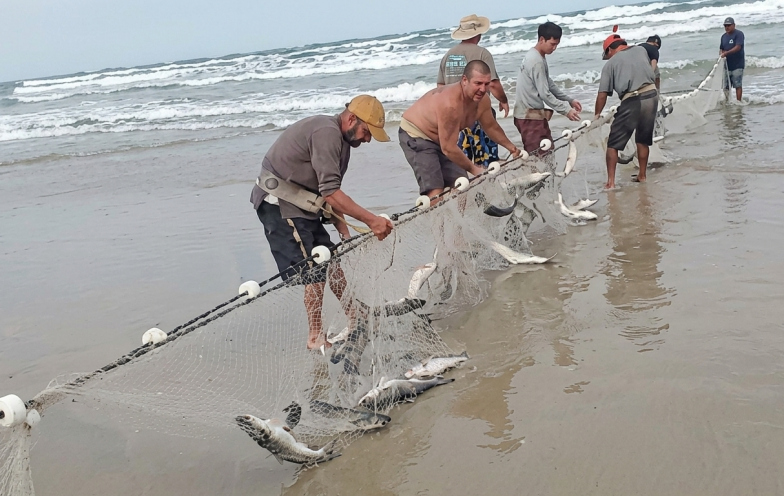 'Deu boa': primeiro grande lanço da safra da tainha retira até 10 toneladas do mar em Jaguaruna