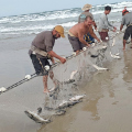 ‘Deu boa’: pesca da tainha movimenta praia de SC com captura de até 10 toneladas