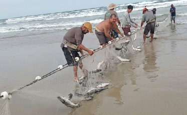 ‘Deu boa’: pesca da tainha movimenta praia de SC com captura de até 10 toneladas