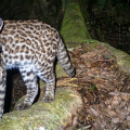 Menor felino do Brasil é registrado em parque ecológico de SC