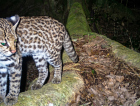 Câmeras flagram o menor felino do Brasil em área de Mata Atlântica de Maracajá