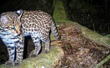 Menor felino do Brasil é registrado em parque ecológico de SC
