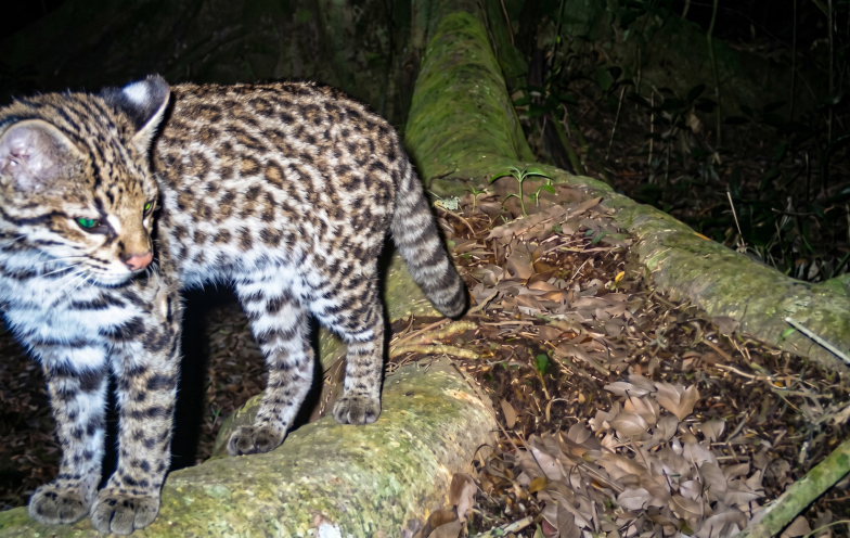 Câmeras flagram o menor felino do Brasil em área de Mata Atlântica de Maracajá
