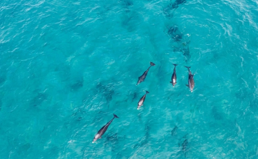 Golfinhos aparecem perto da areia e encantam moradores em Garopaba