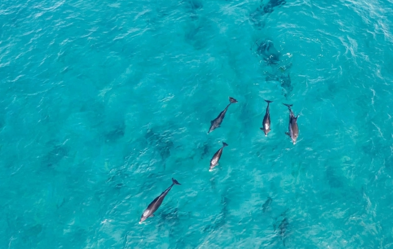 Golfinhos aparecem perto da areia e encantam moradores em Garopaba