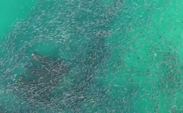 Navio naufragado vira cenário de espetáculo com tainha em SC