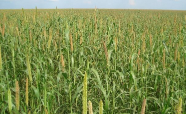 Prefeitura abre inscrições para distribuição de sementes de milheto