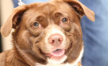 Uma missa para os animais