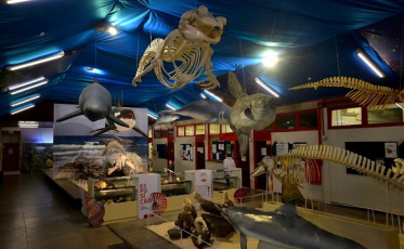 Museu de Zoologia prepara experiência virtual e gratuita