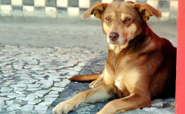 Inscrições abertas para o Mutirão de Castração em Nova Veneza