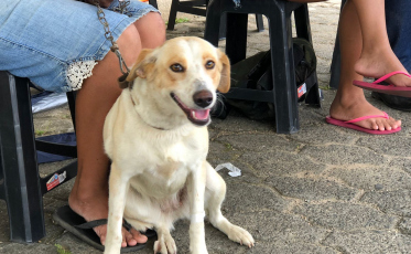 Forquilhinha promove o 6º Mutirão de Castração