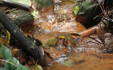 O futuro do Rio Criciúma