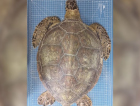 Chup-chup e pacote de chips: exame revela morte de tartaruga-verde em SC