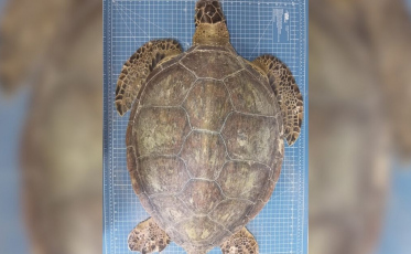 Chup-chup e pacote de chips: exame revela morte de tartaruga-verde em SC