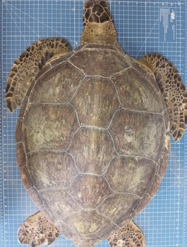 Chup-chup e pacote de chips: exame revela morte de tartaruga-verde em SC