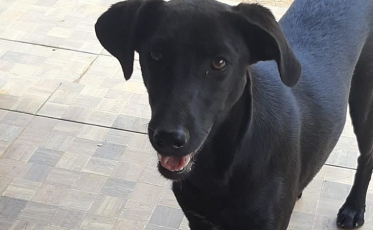 Sábado para adotar animais no Criciúma Shopping