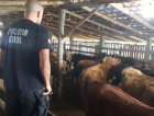 Cidasc informa: Roubo de gado é com a Polícia