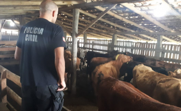 Cabeças de gado são apreendidas em propriedade no Sul