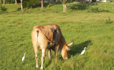 Produtores rurais devem se cadastrar para receber sementes