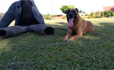 Os bons resultados alcançados pela PM com os cães