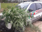 Mulher é presa com plantação de maconha em casa
