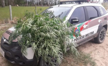 Mulher é presa com plantação de maconha em casa
