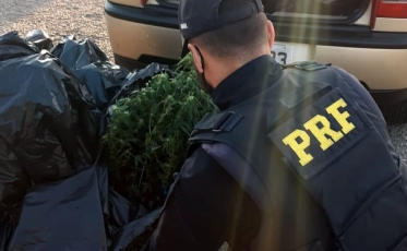 PRF apreende pés de maconha em Tubarão (VÍDEO)