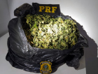 PRF apreende 1,3 quilos de “supermaconha” na BR -101