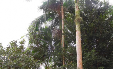 Pesquisadores do CTSatc desenvolvem ações para preservar palmito