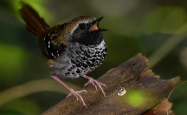 Audiência Pública irá apresentar a proposta de criação do parque Xokleng