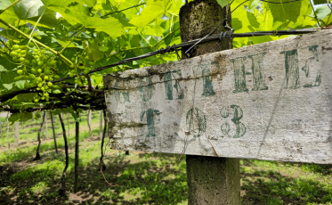 Clima prejudica safra da uva, mas qualidade deve minimizar prejuízos