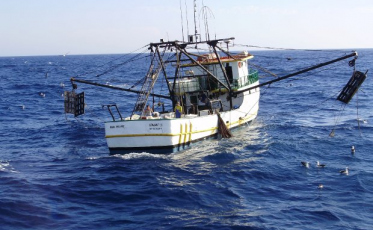 Santa Catarina busca soluções para viabilizar a pesca de camarão