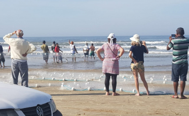 Dia de fartura no Rincão: doze toneladas de tainha