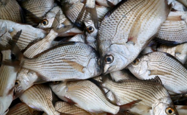 Semana Santa movimenta mercado de pescados em Santa Catarina