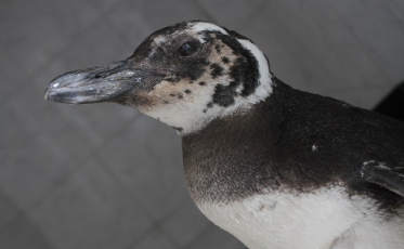 O pinguim urbano do bairro São Luiz