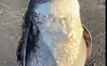 Pinguim é encontrado em orla do Morro dos Conventos (VÍDEO)