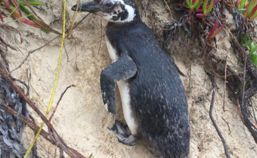 Tem pinguim no Ypuã, em Laguna (VÍDEO)