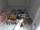 Pinguim é abandonado em Criciúma (ATUALIZADA - VÍDEO)